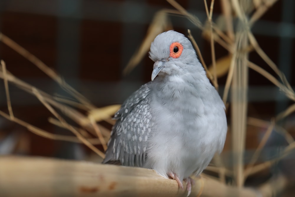 a white bird with orange eyes sitting on a branch