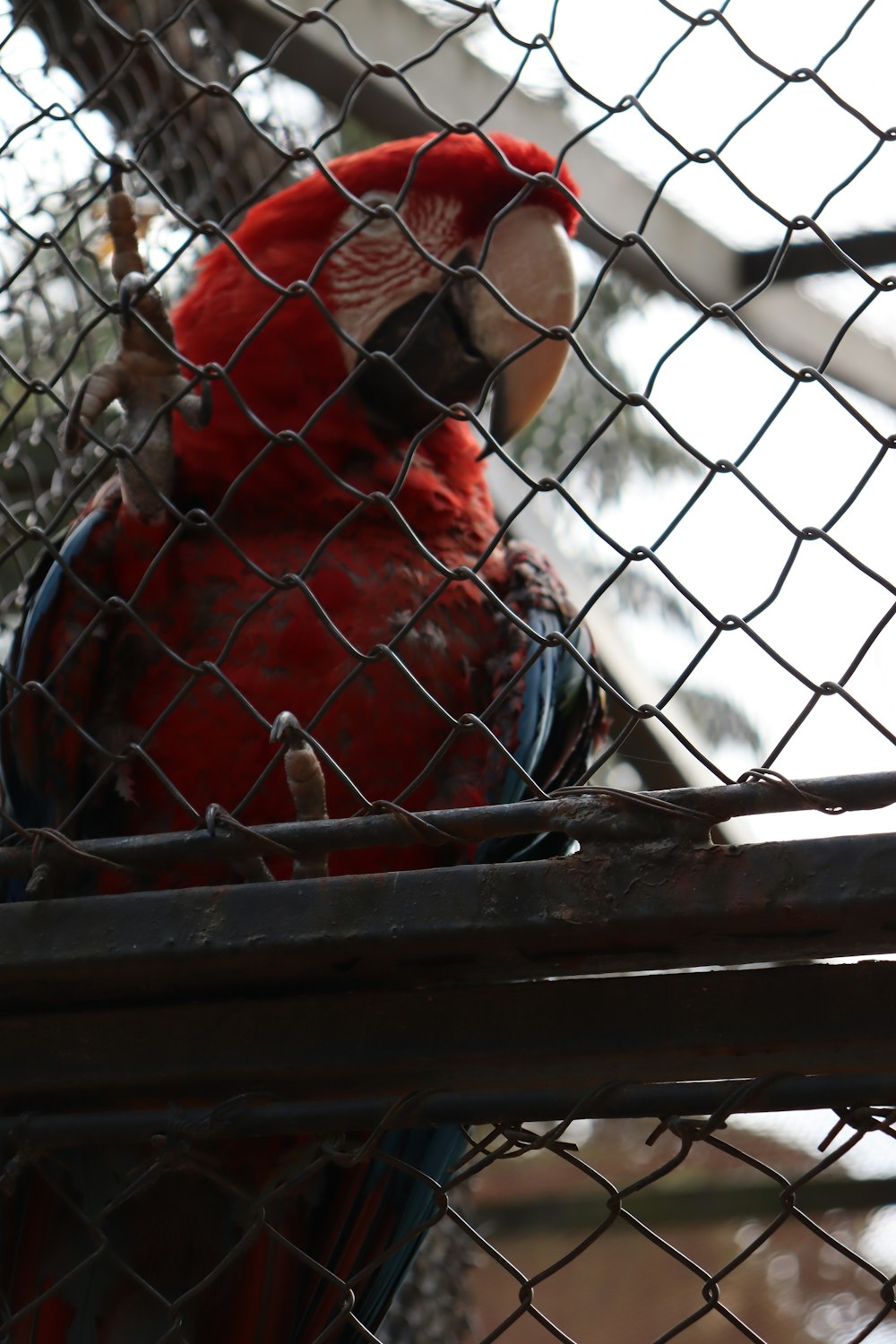 a red parrot sitting on top of a metal cage