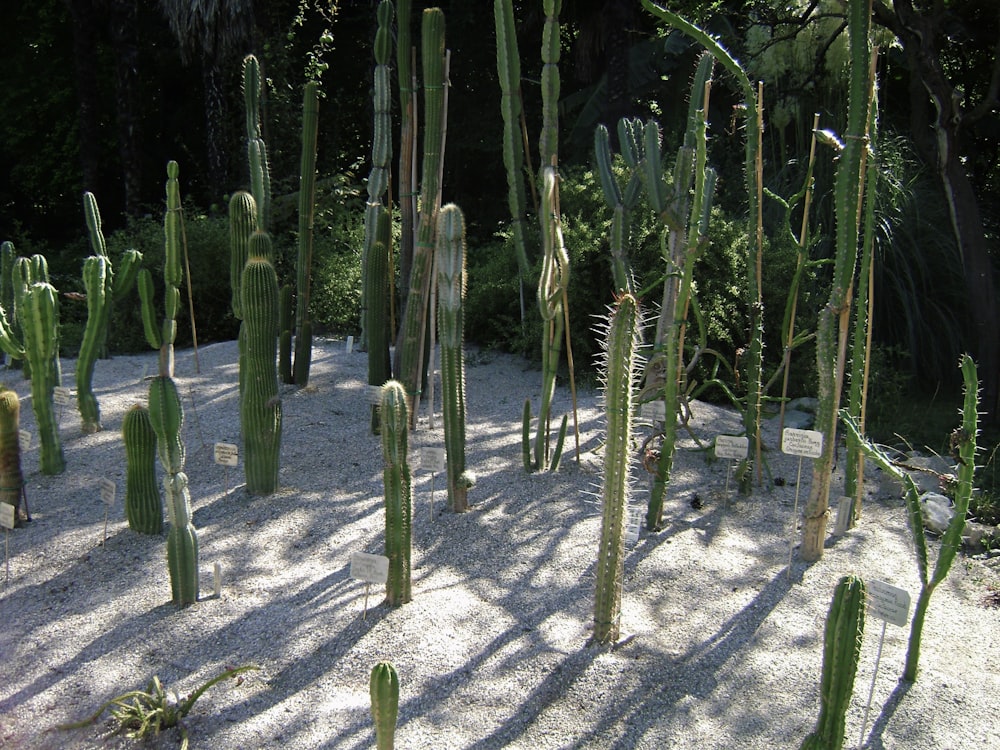 un groupe de plantes de cactus dans un jardin