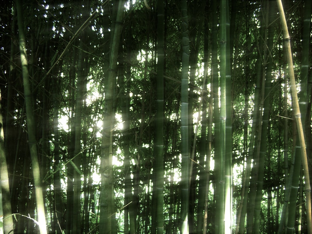 sunlight shining through the leaves of a bamboo tree