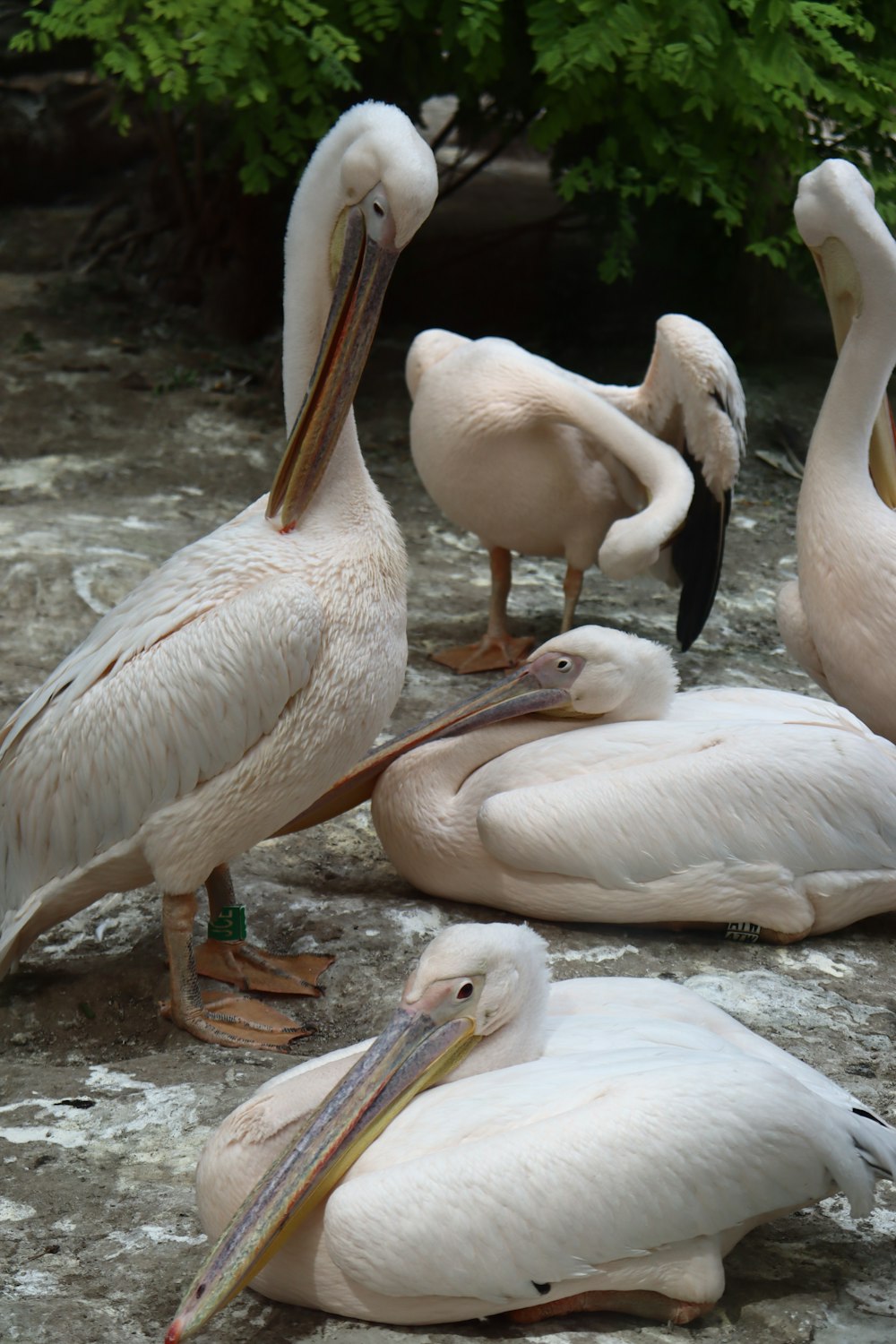 a group of pelicans sitting on the ground