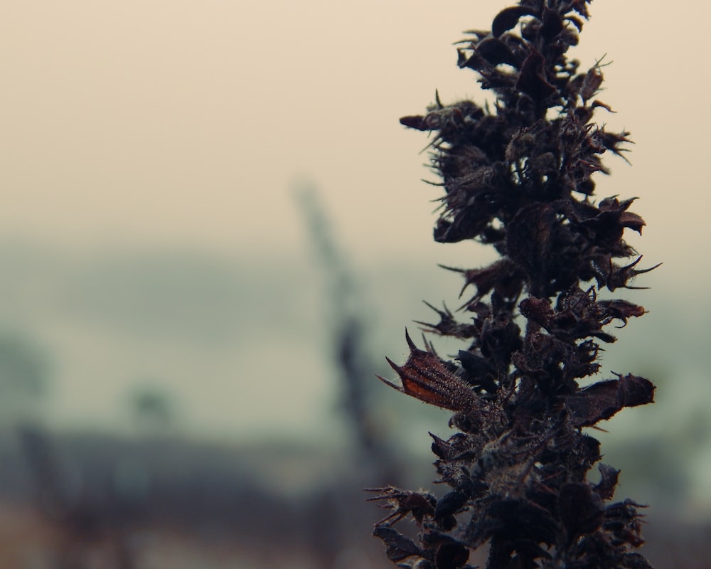 a close up of a plant with a blurry background