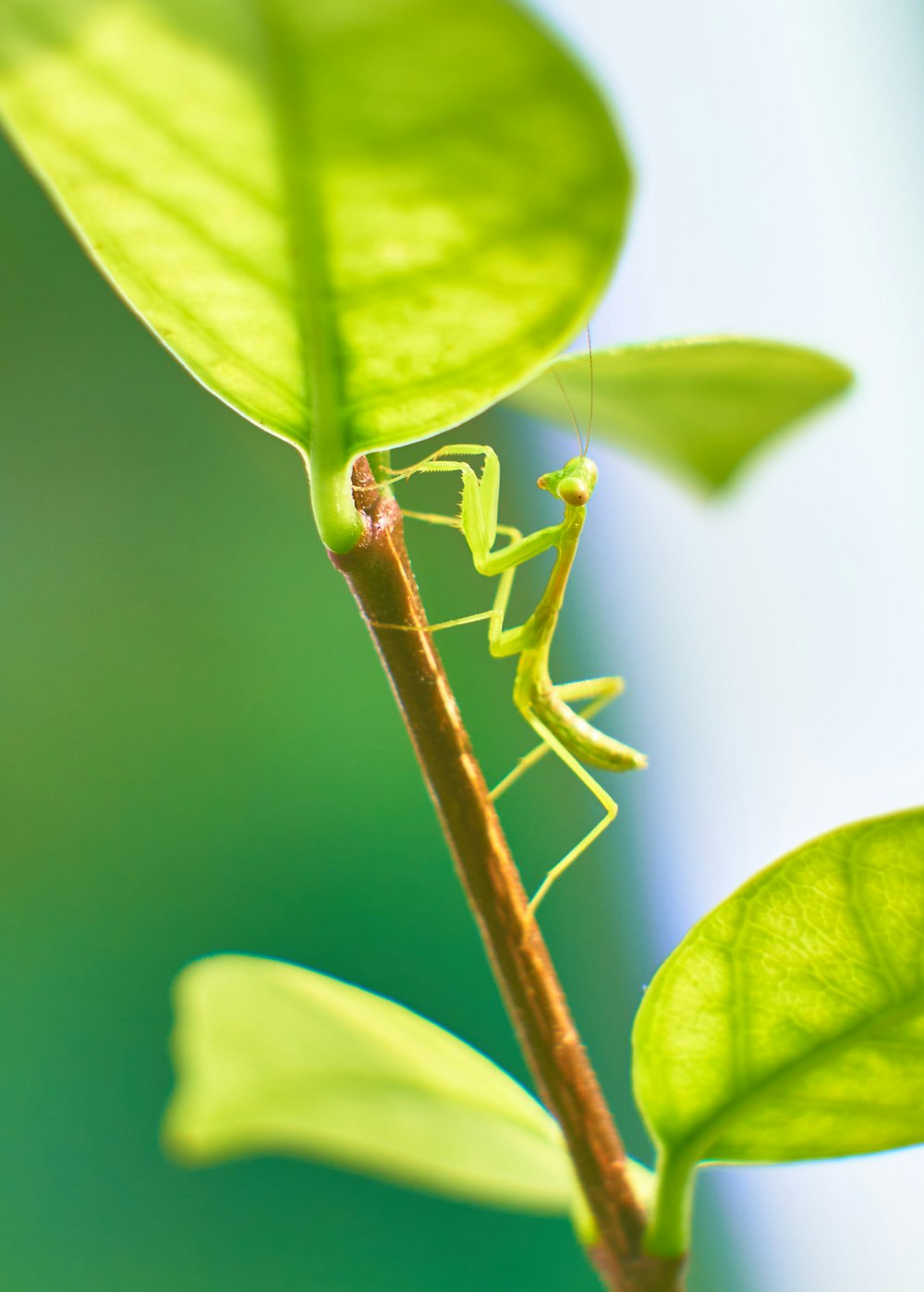 ein grünes Insekt, das auf einem grünen Blatt sitzt