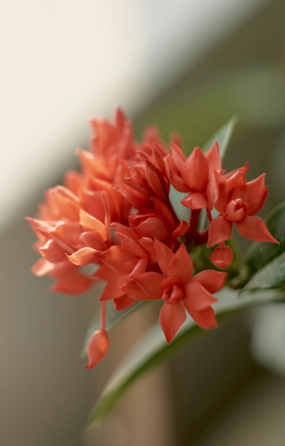 a close up of a red flower with green leaves