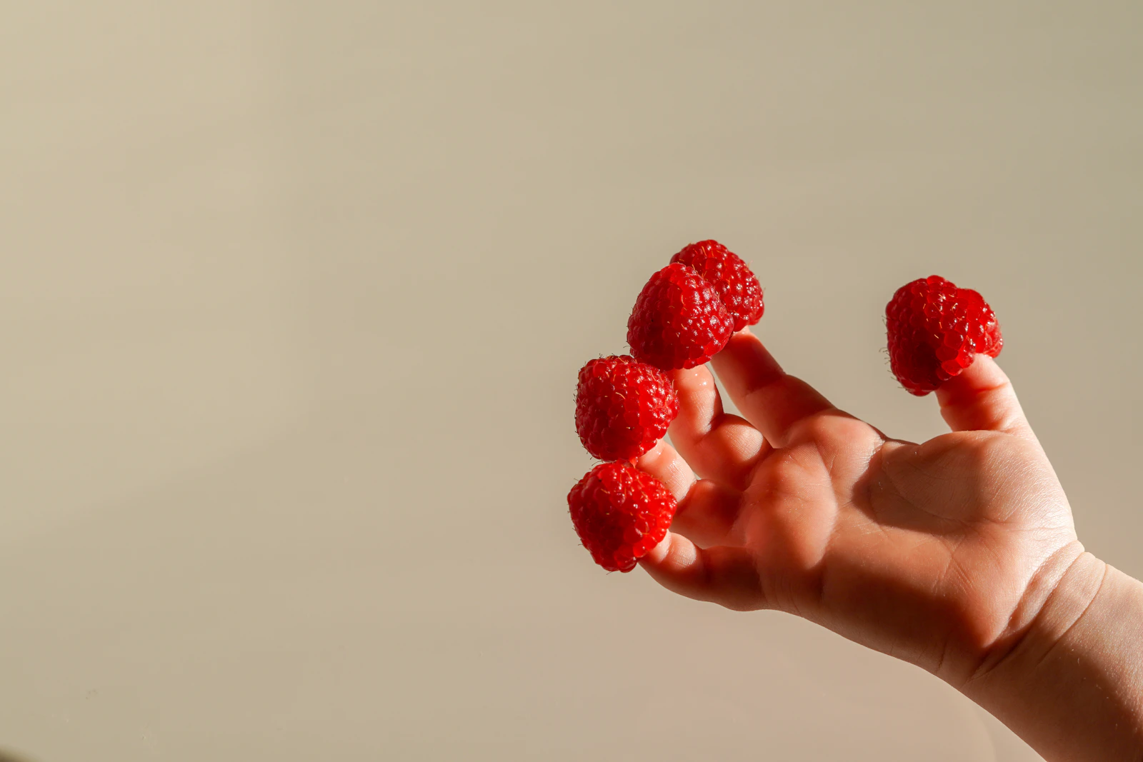 A child's hands holding fresh raspberries