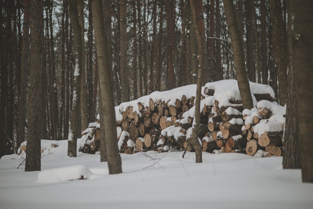 un tas de bûches au milieu d’une forêt