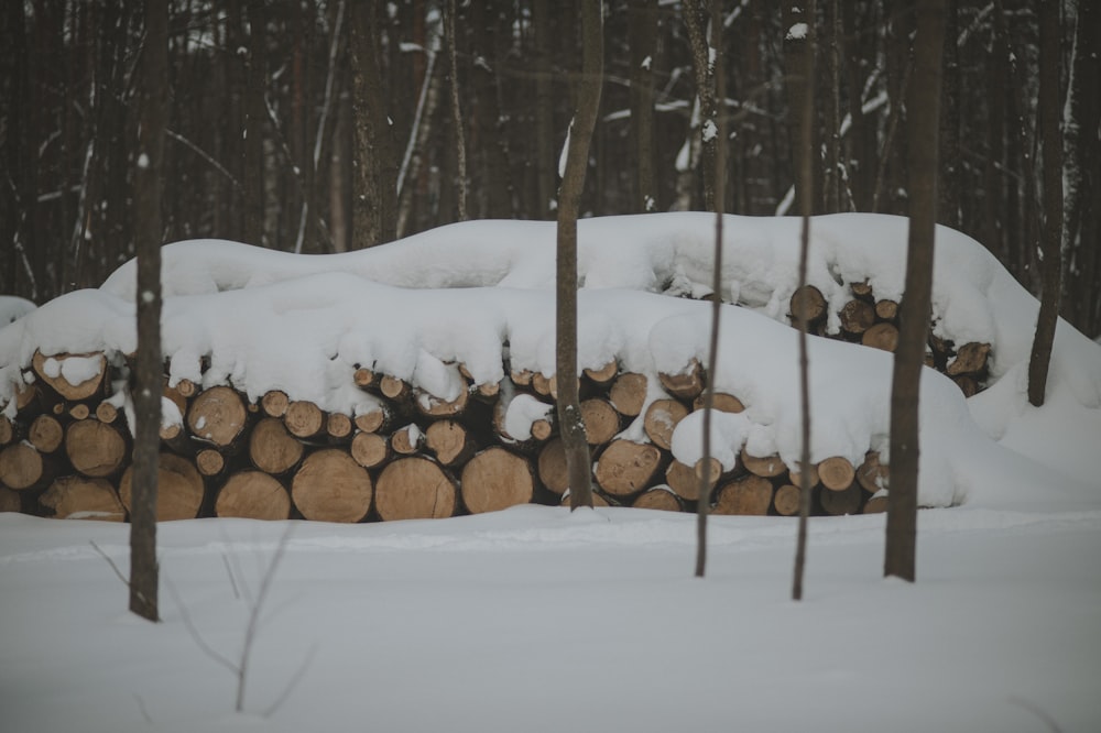 ein Haufen Baumstämme, die im Schnee liegen