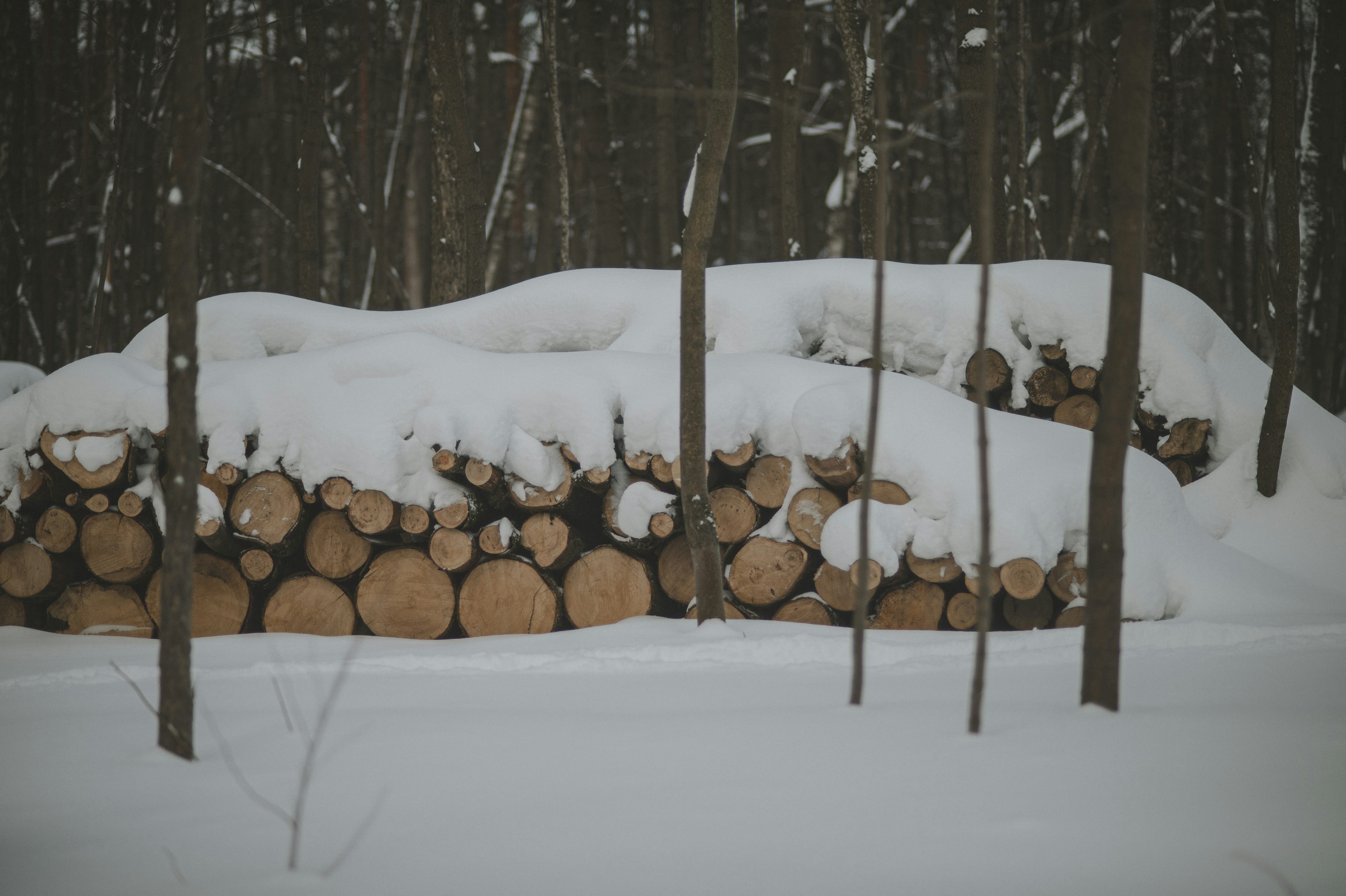 A log pile with firewood in the winter forest.