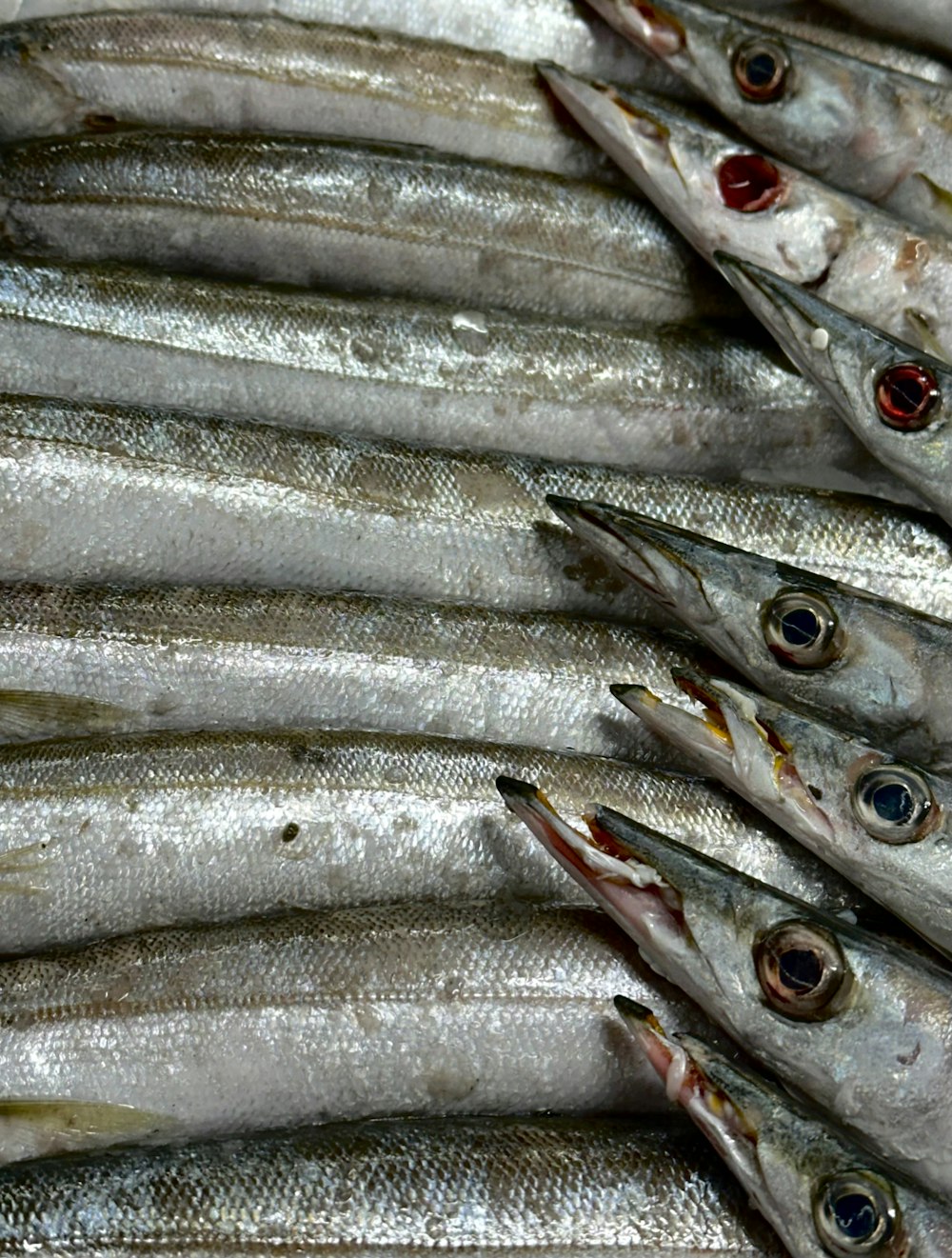 a close up of a bunch of fish