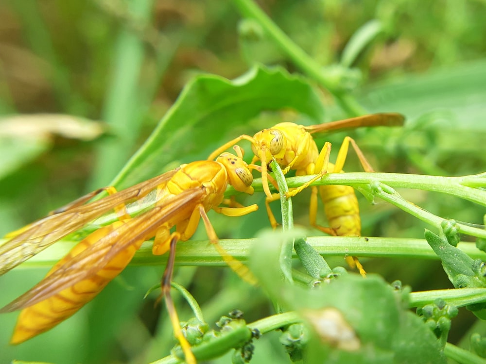 a couple of yellow bugs sitting on top of a green plant