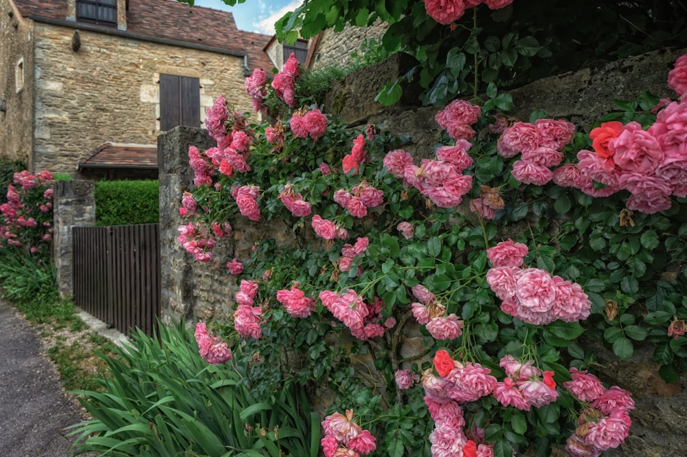 pink flowers growing on the side of a stone building