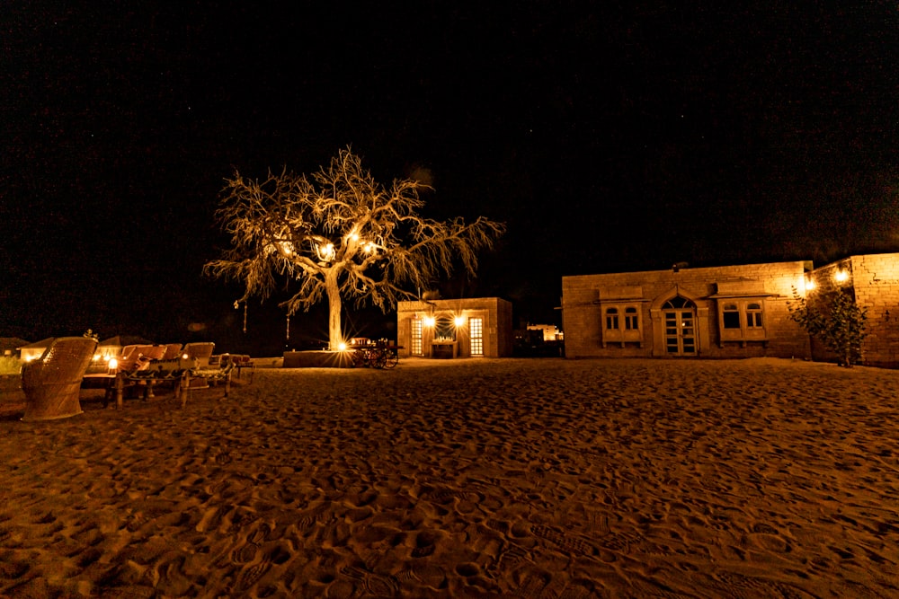 a tree in the middle of a sandy area at night