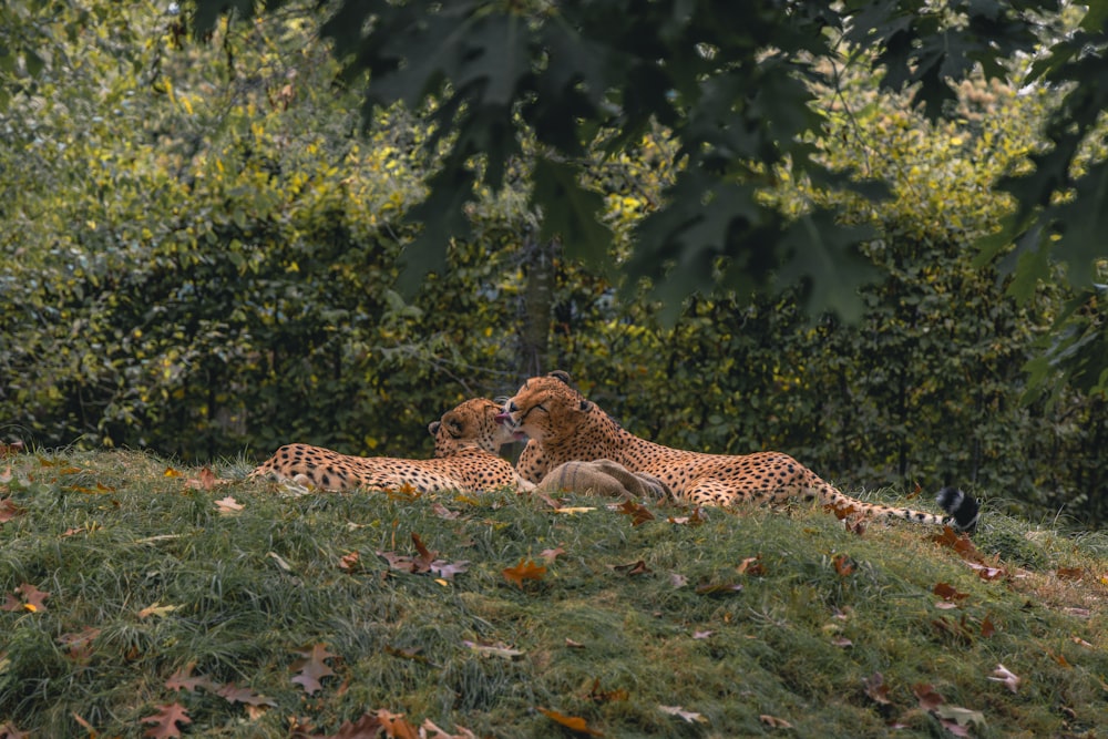 a couple of cheetah laying on top of a lush green field