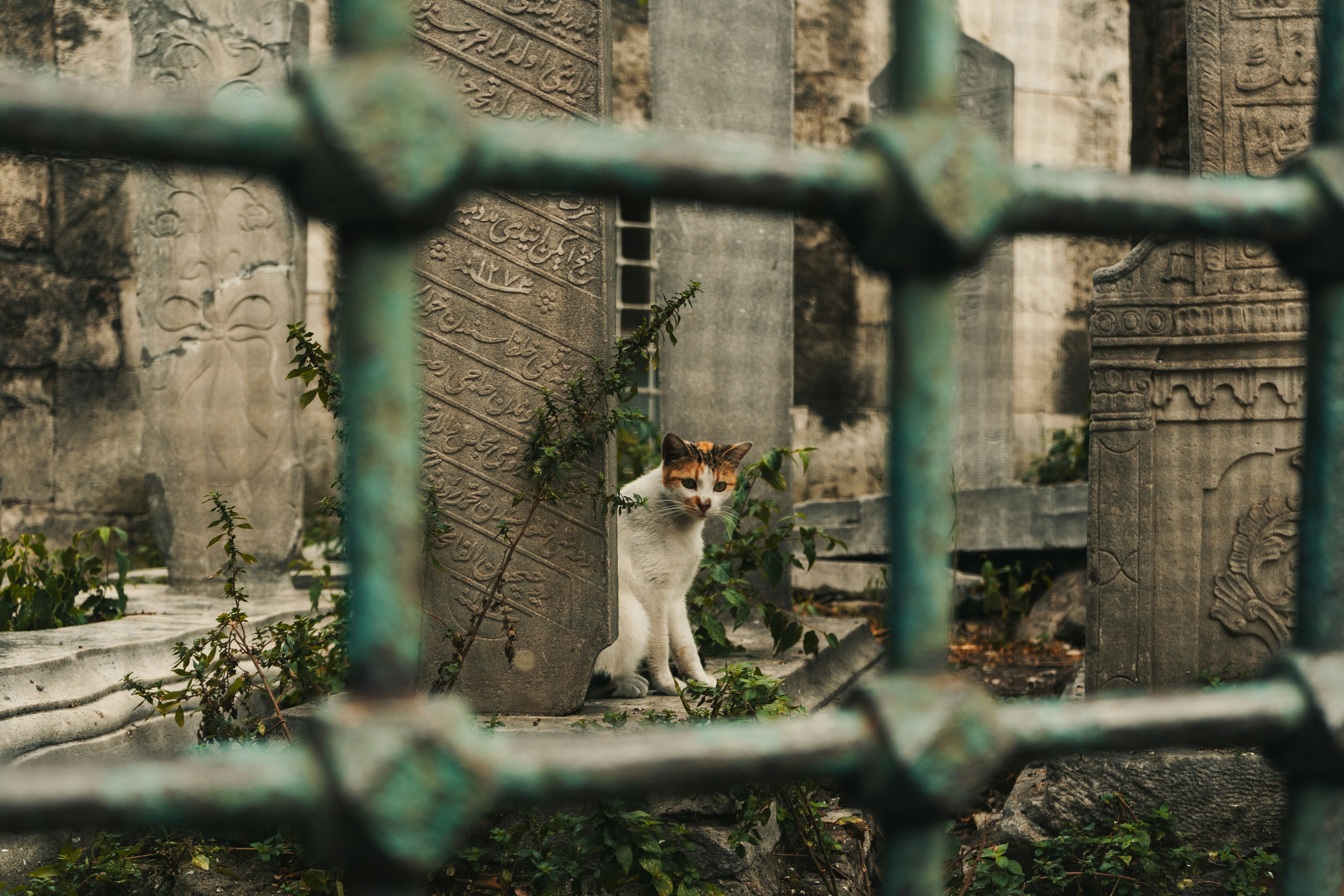 Photo by maxim_klimashin