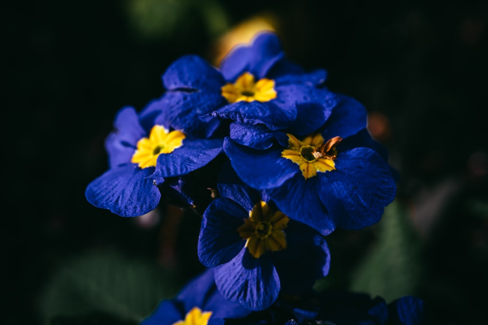 a group of blue flowers with yellow centers