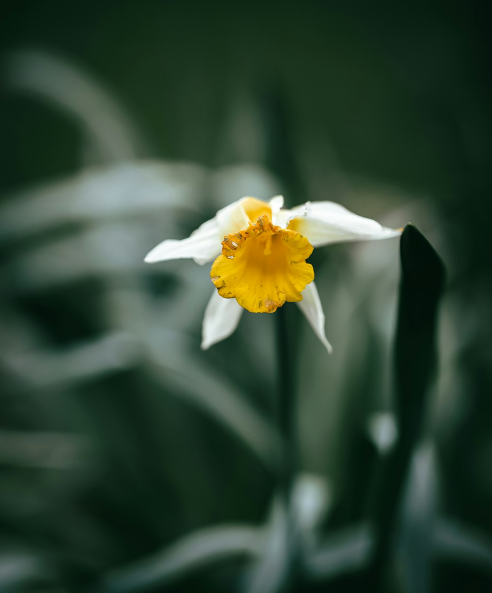 a yellow and white flower with a blurry background