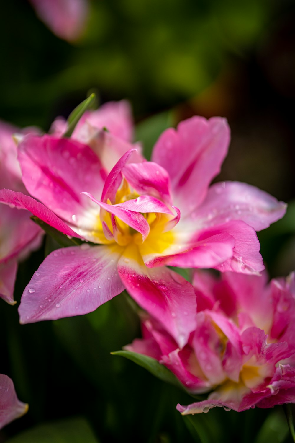 a close up of a pink flower with water droplets on it