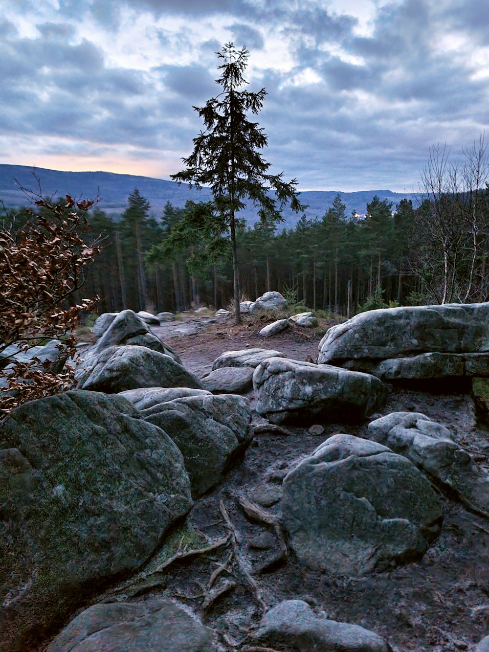 a lone tree stands on a rocky hillside