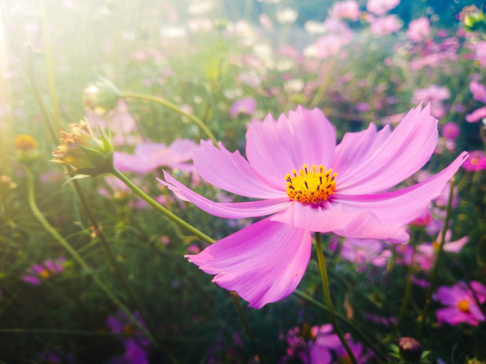 a pink flower in a field of purple flowers