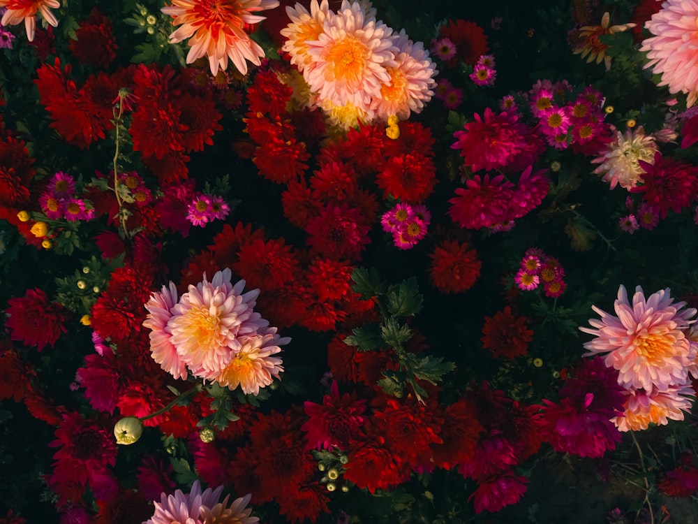 a bunch of flowers that are in the grass