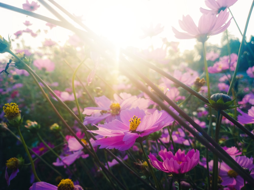 a field full of purple flowers with the sun shining in the background