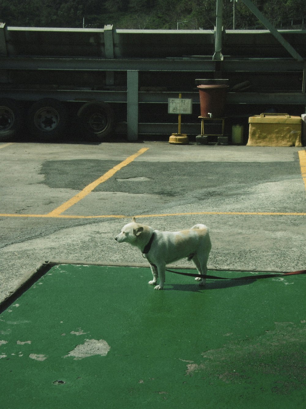 a white dog standing on top of a parking lot