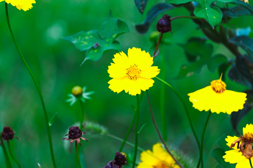 a bunch of yellow flowers that are in the grass