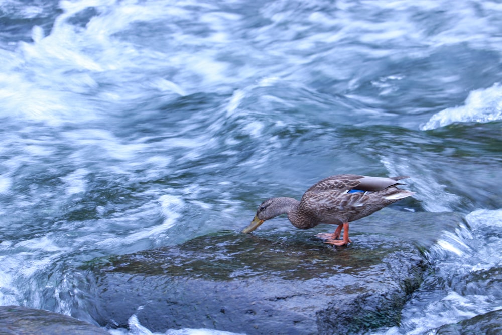 a duck standing on a rock in the water