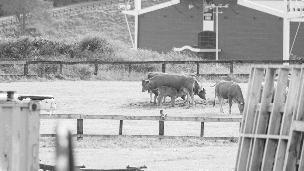 a black and white photo of animals in a fenced in area