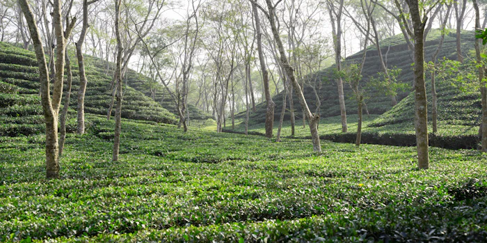 Rows of green tea bushes on a Sylhet tea estate