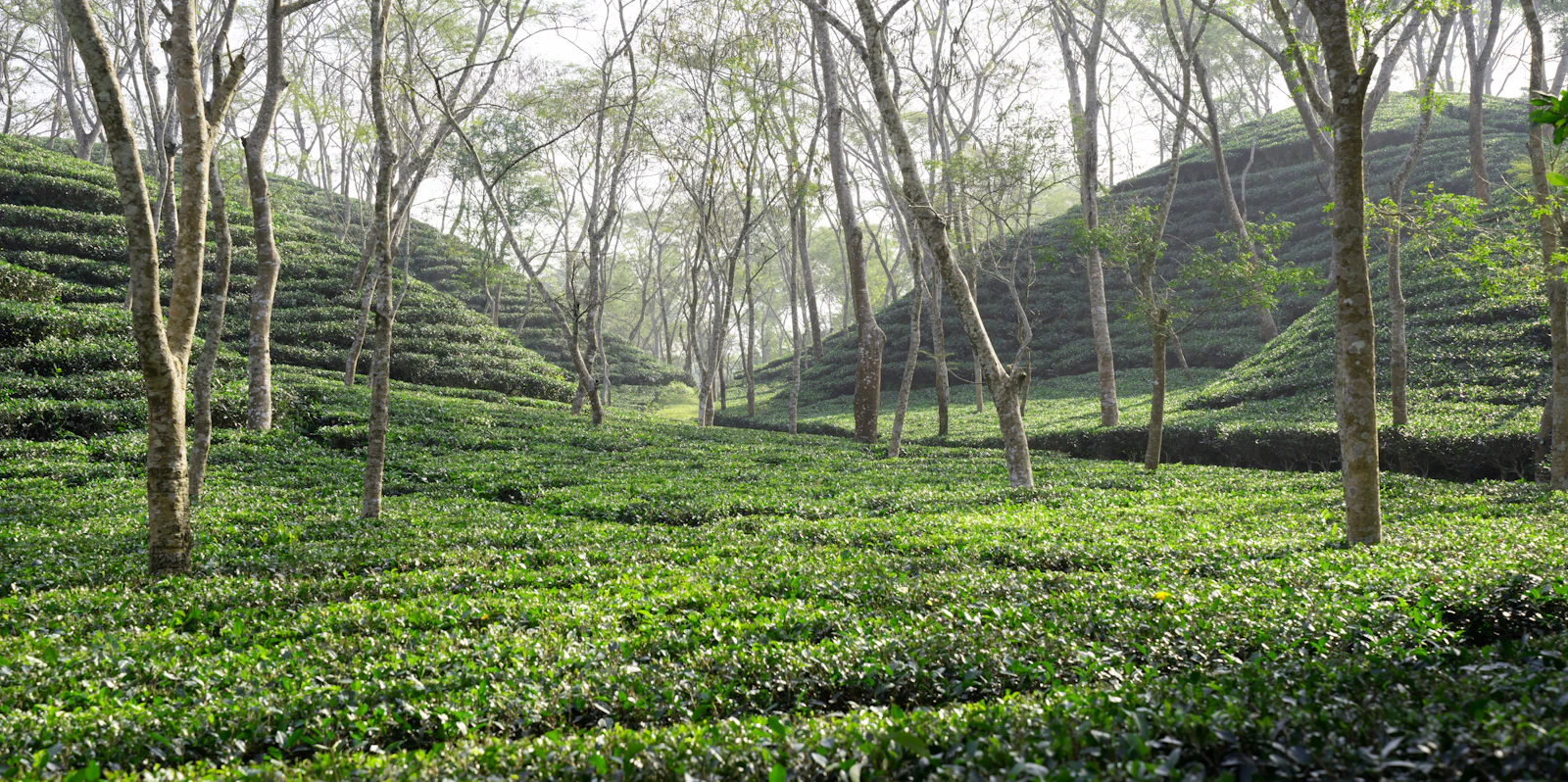 Rows of tea bushes beneath tall shade trees