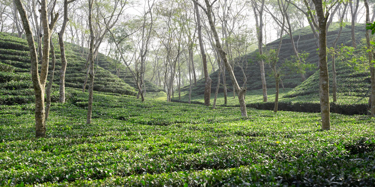 শ্রীমঙ্গলের চা বাগান — গাছে ঘেরা সবুজ মাঠ
