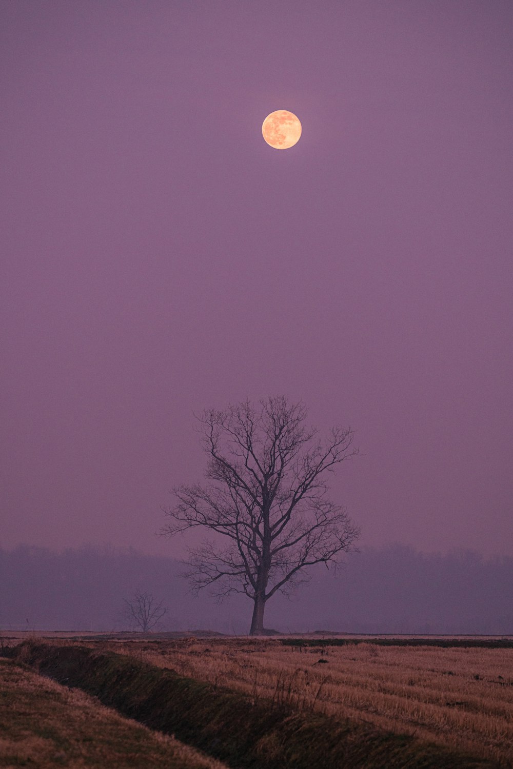 un arbre solitaire dans un champ avec une pleine lune en arrière-plan