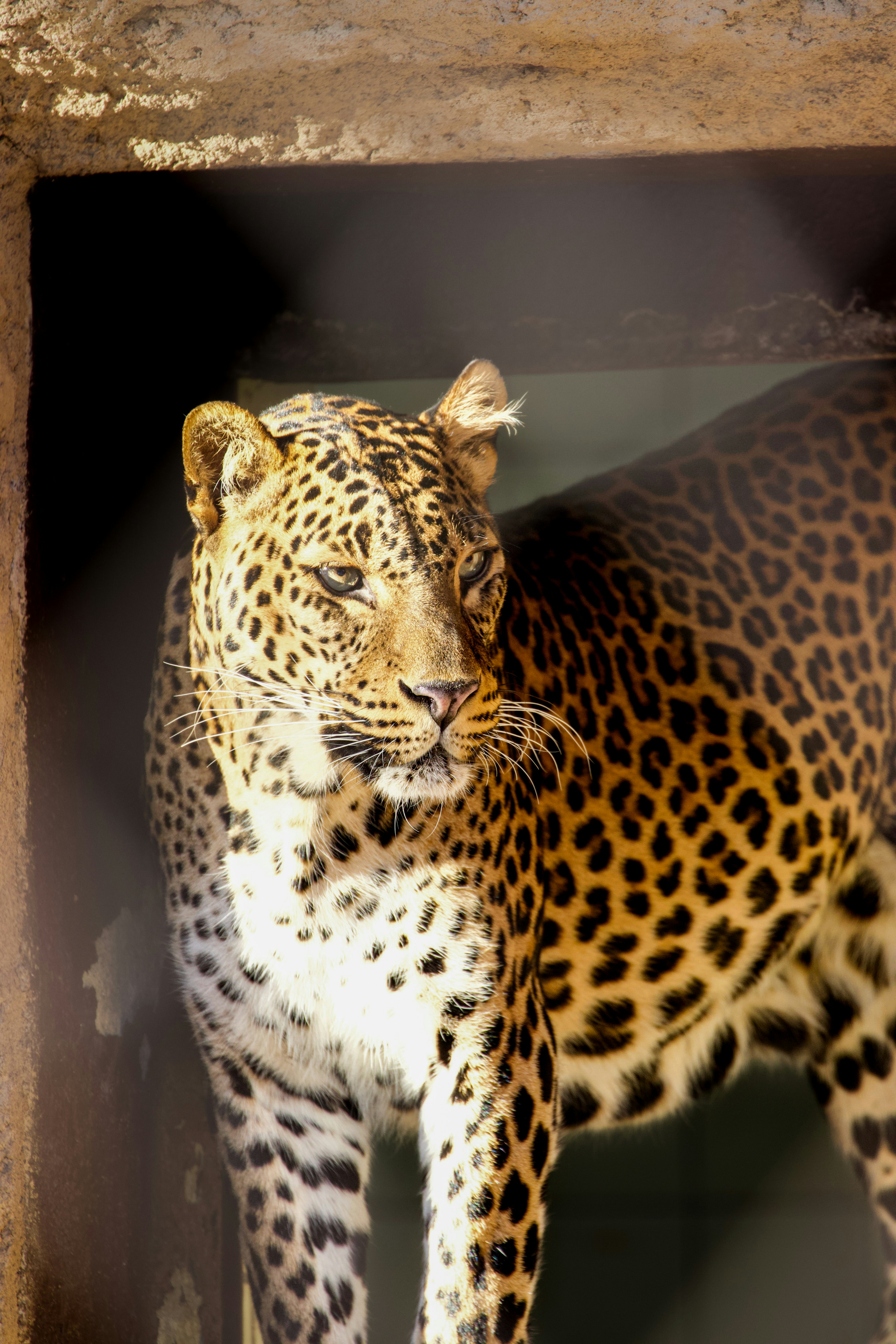 A large leopard standing inside of a wooden enclosure photo – Free ...