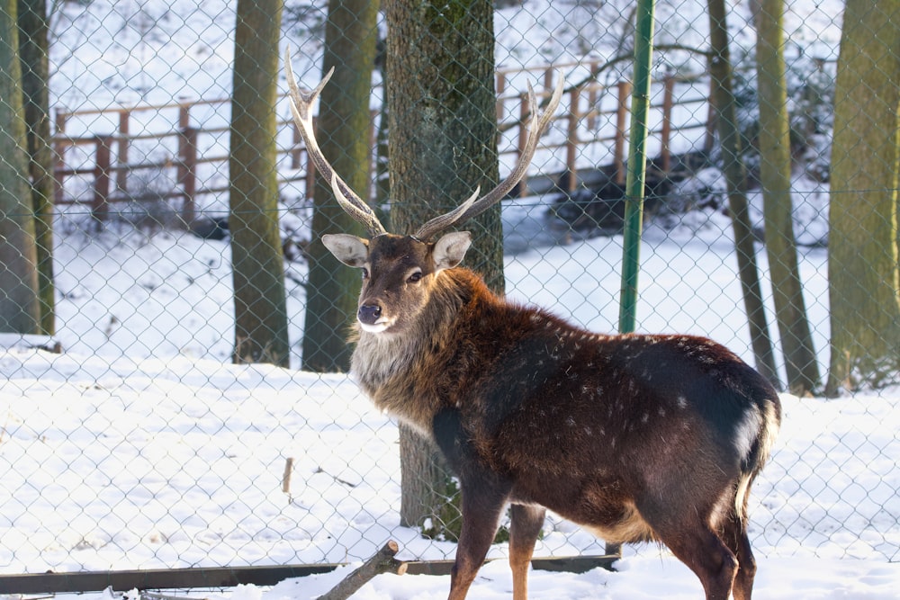 a deer standing in the snow behind a chain link fence