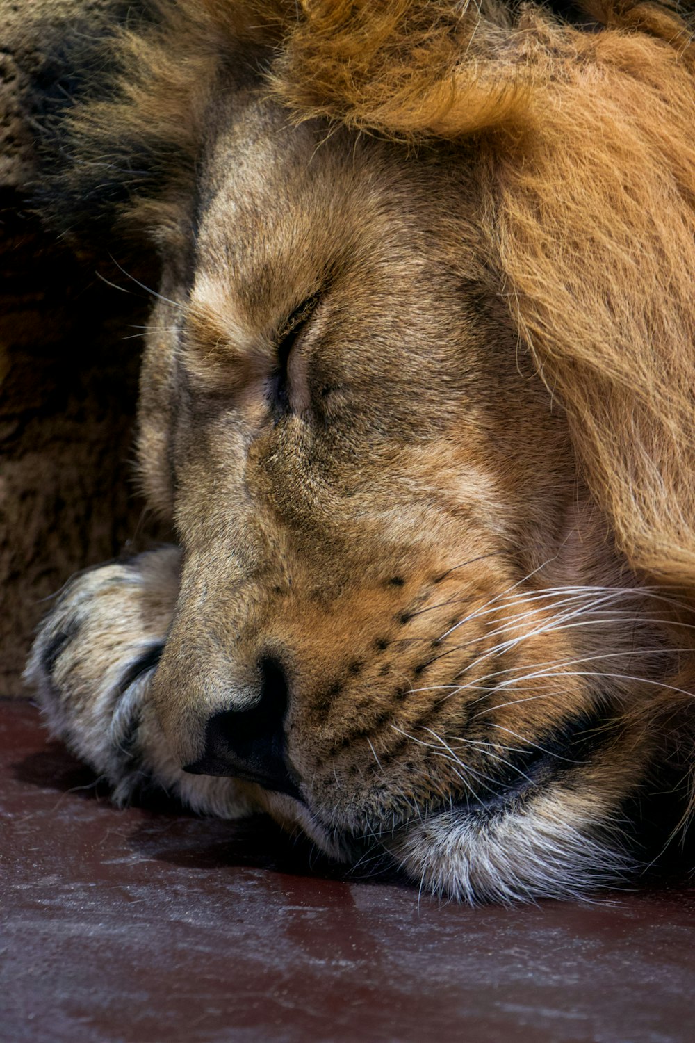 a close up of a lion laying on the ground