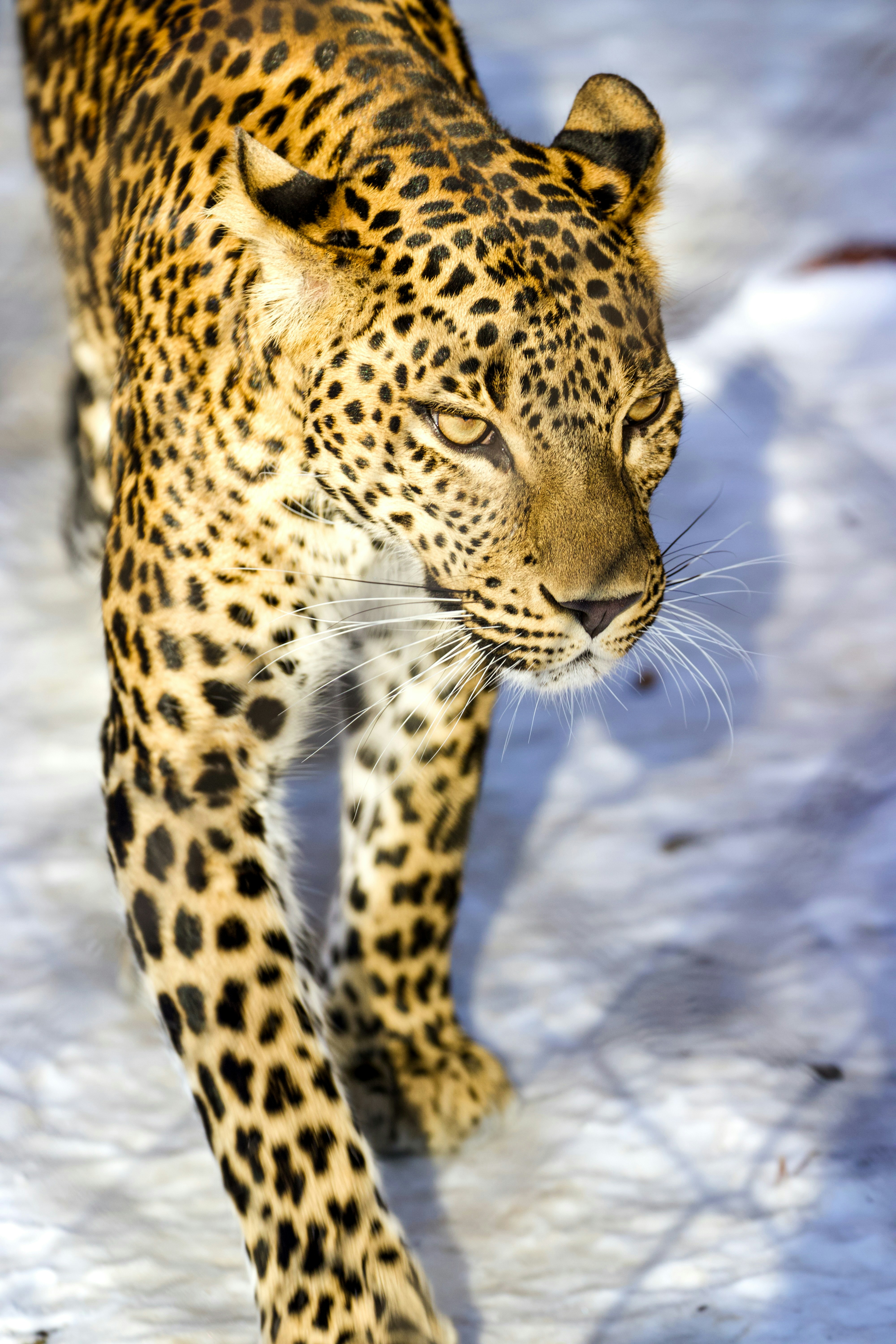 Leopard of the Caucasus: Winter’s Elusive Beauty (image credits: unsplash)