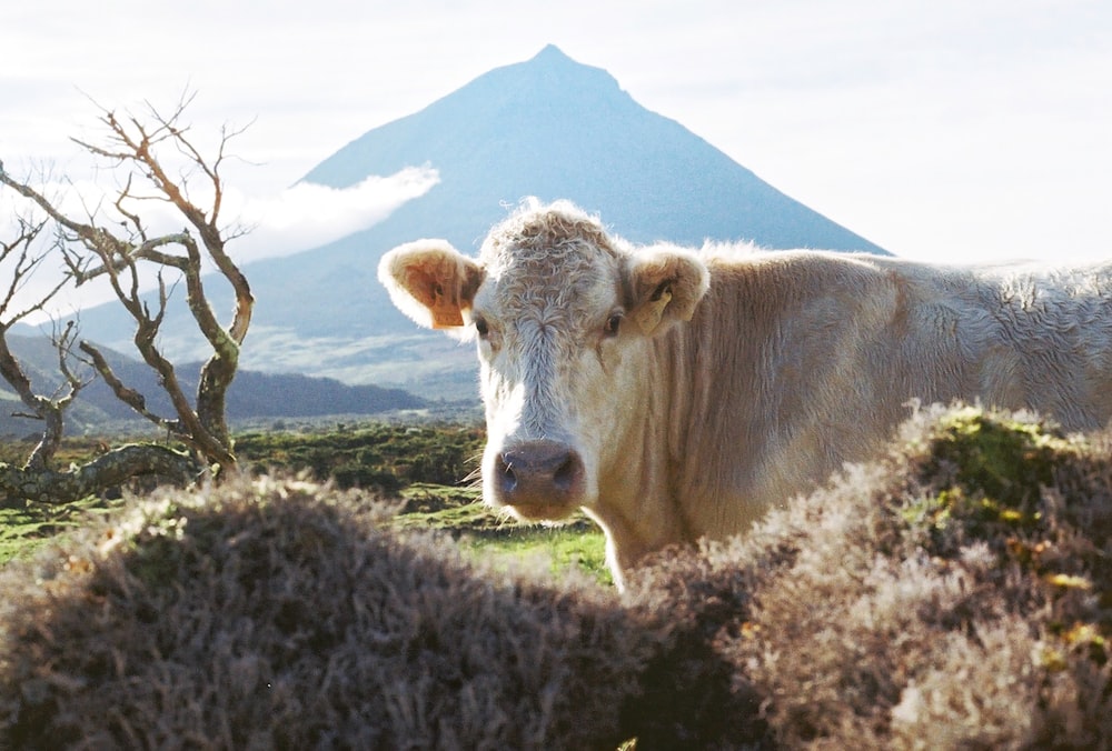 uma vaca em pé em um campo com uma montanha ao fundo