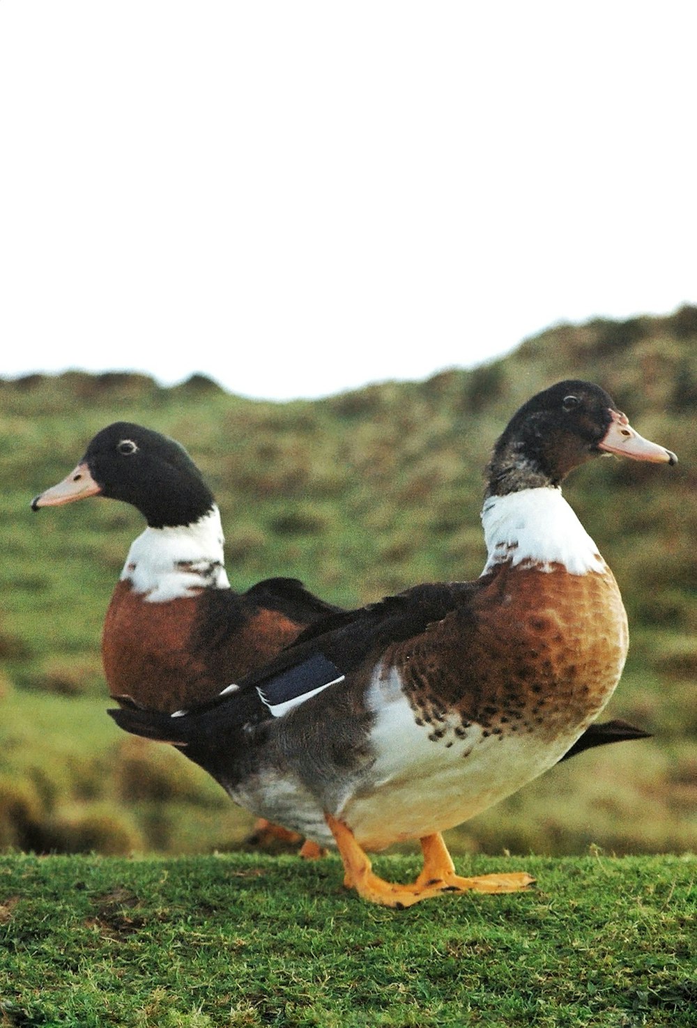 a couple of ducks standing on top of a lush green field