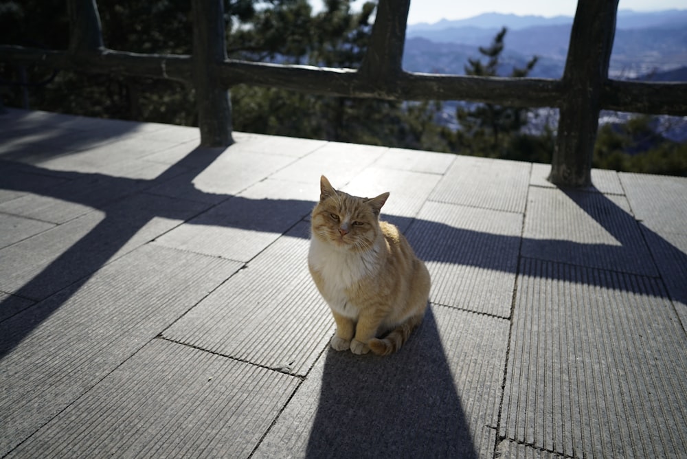 a cat sitting on a wooden deck with mountains in the background