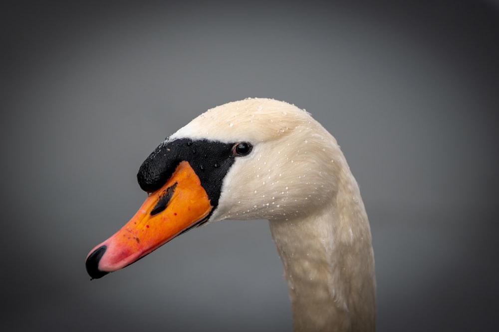 a close up of a white swan with a black beak