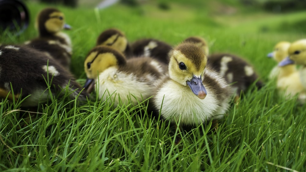 a bunch of ducks that are sitting in the grass