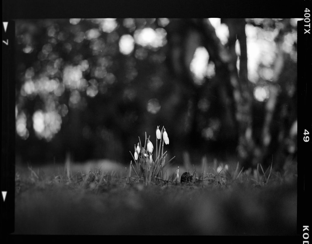 a black and white photo of flowers in the grass