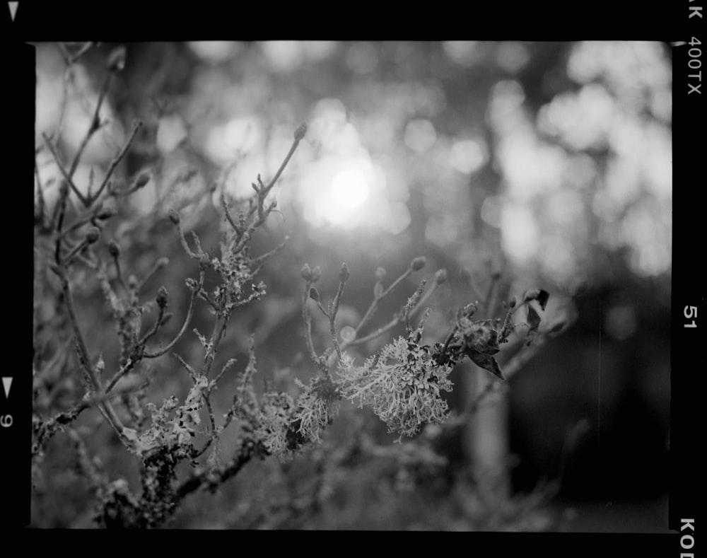 a black and white photo of a tree branch