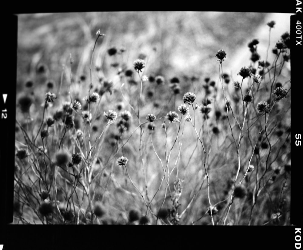 a black and white photo of flowers in a field