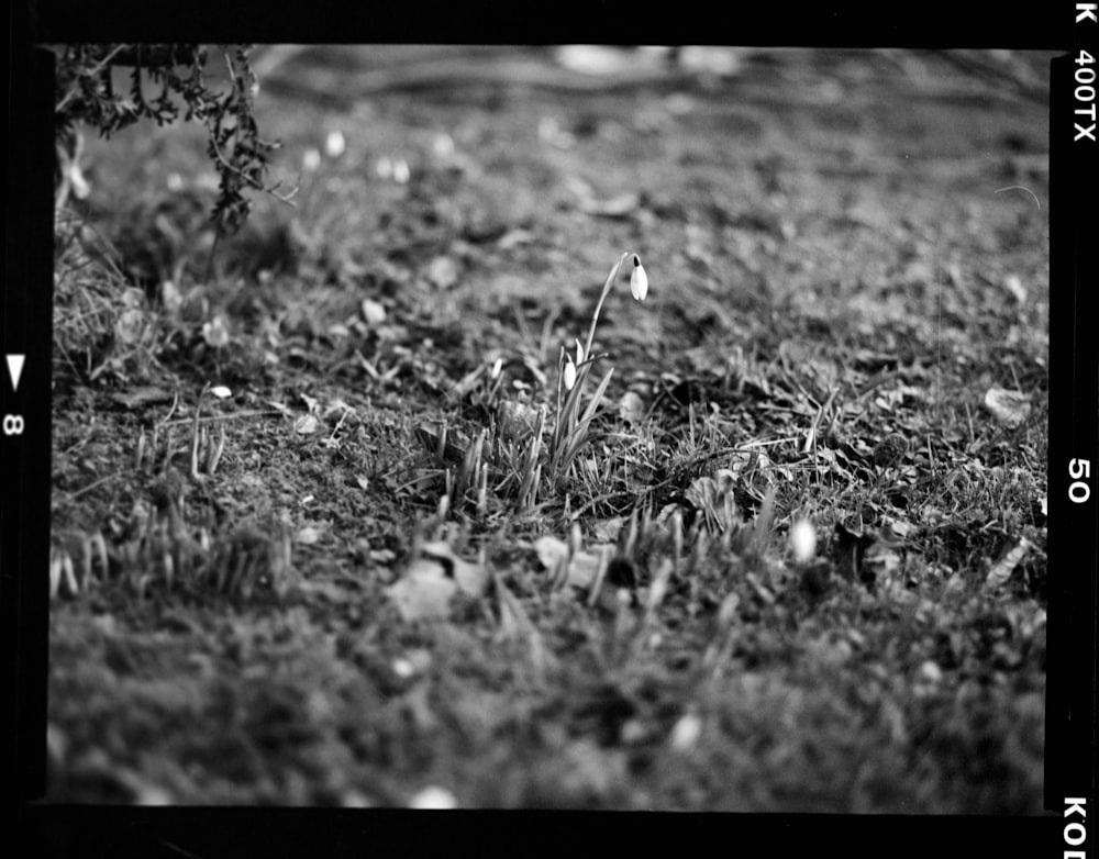 a black and white photo of grass and flowers