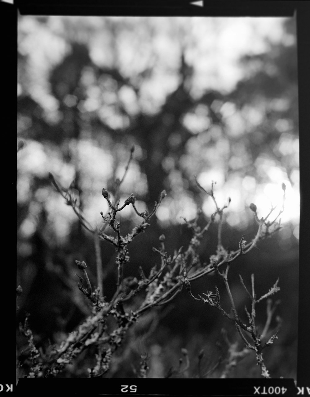 a black and white photo of a tree