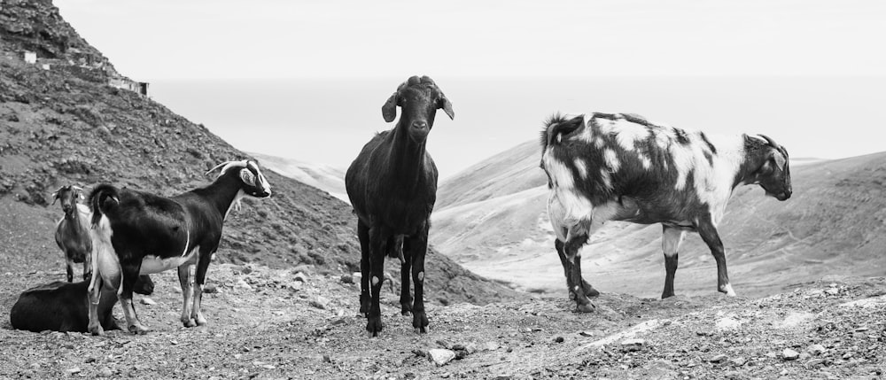 a group of goats standing on top of a mountain