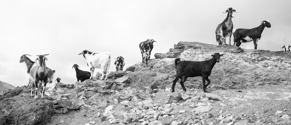 a herd of goats standing on top of a rocky hill