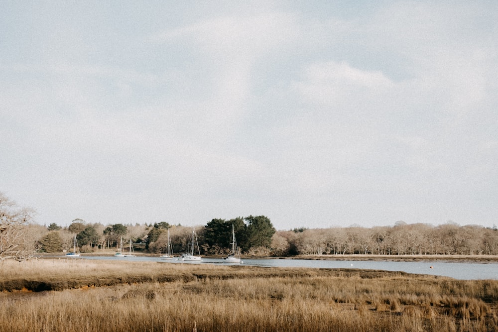 a body of water surrounded by tall grass